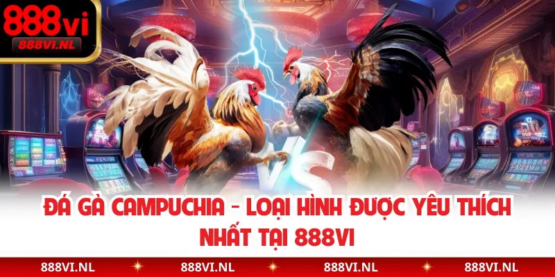 Đá Gà Campuchia - Loại Hình Được Yêu Thích Nhất Tại 888VI